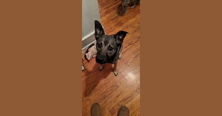 Photo of Opal, a Norwegian Elkhound and American Pit Bull Terrier mix in Stroudsburg, Pennsylvania, USA