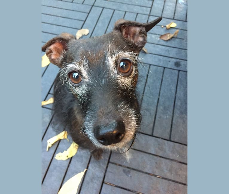 Luigi, an Italian Greyhound and Yorkshire Terrier mix tested with EmbarkVet.com