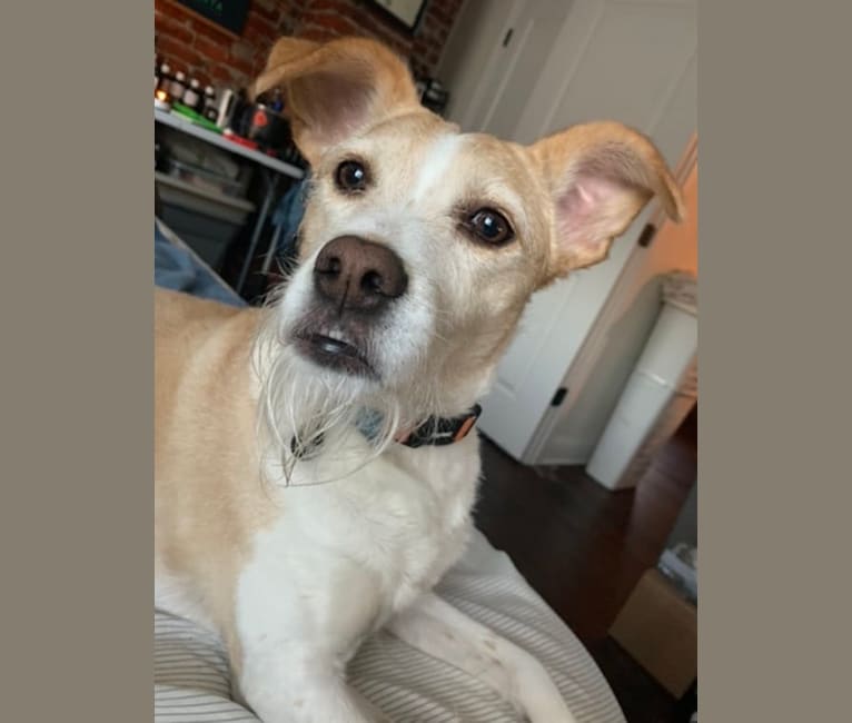 Ruthie (RJ), a Labrador Retriever and Russell-type Terrier mix tested with EmbarkVet.com