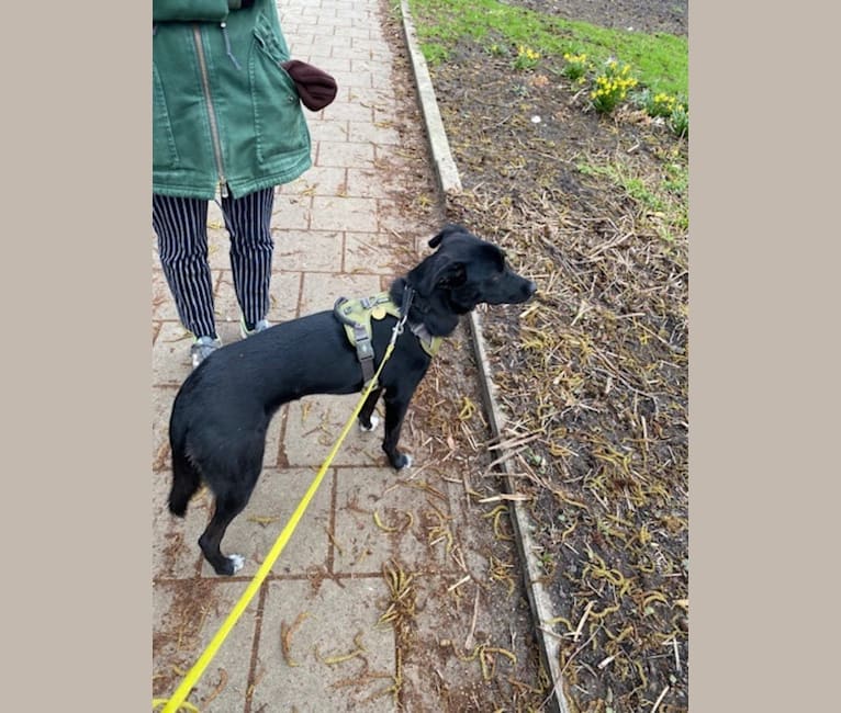 Mila, an Eastern European Village Dog tested with EmbarkVet.com