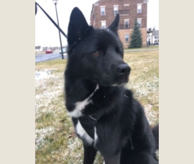 Photo of Oliver, a Siberian Husky, Labrador Retriever, Chow Chow, and Mixed mix in Berlin Heights, Ohio, USA