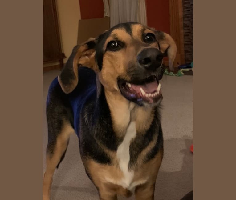 Coonhound mixed with german shepherd store