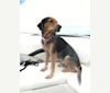 Dukkha, an Australian Cattle Dog and Beagle mix tested with EmbarkVet.com