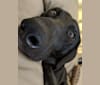 Jack, a Labrador Retriever and Australian Cattle Dog mix tested with EmbarkVet.com