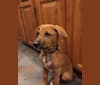 Cody, a Labrador Retriever and Border Collie mix tested with EmbarkVet.com