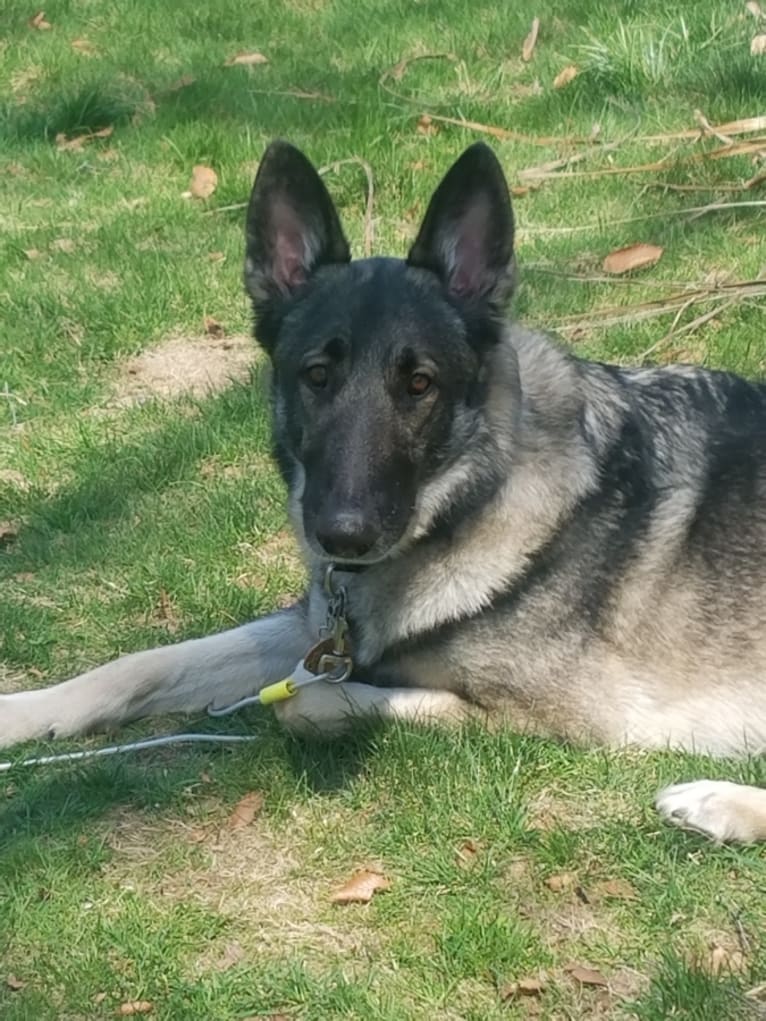 Balto, a German Shepherd Dog tested with EmbarkVet.com