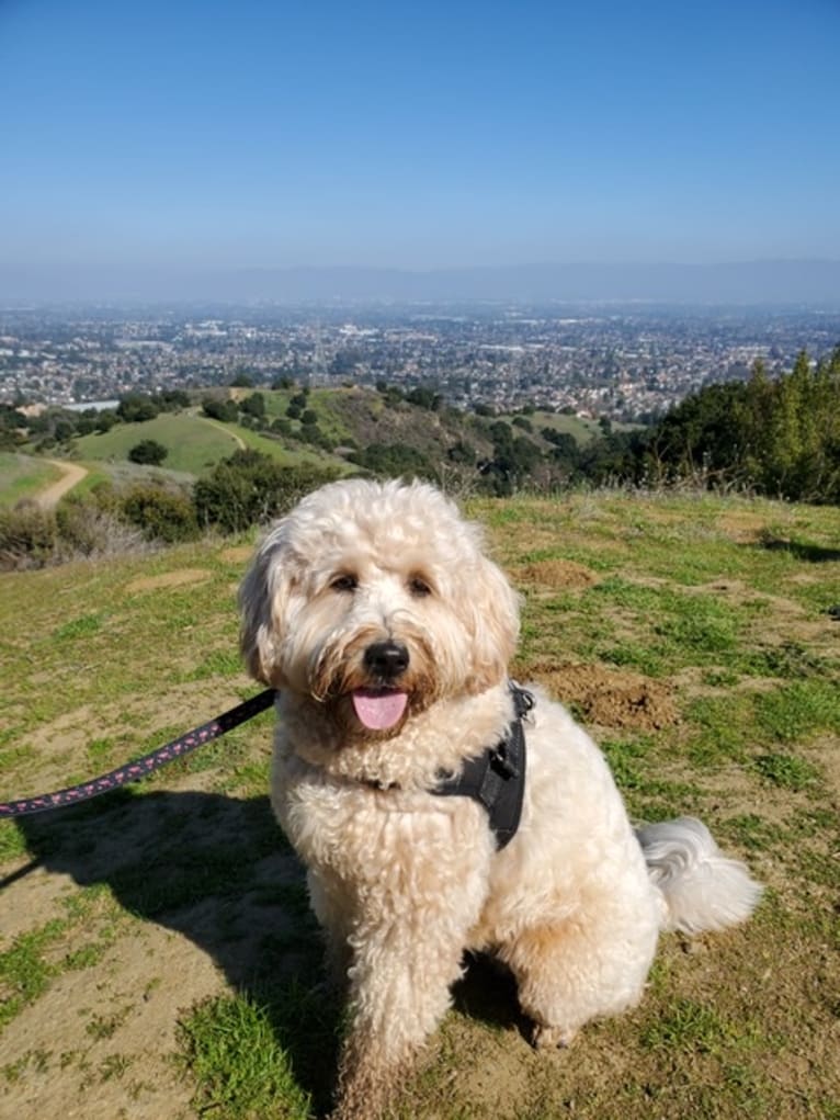 Jazzy, a Poodle (Small) and Poodle (Standard) mix tested with EmbarkVet.com