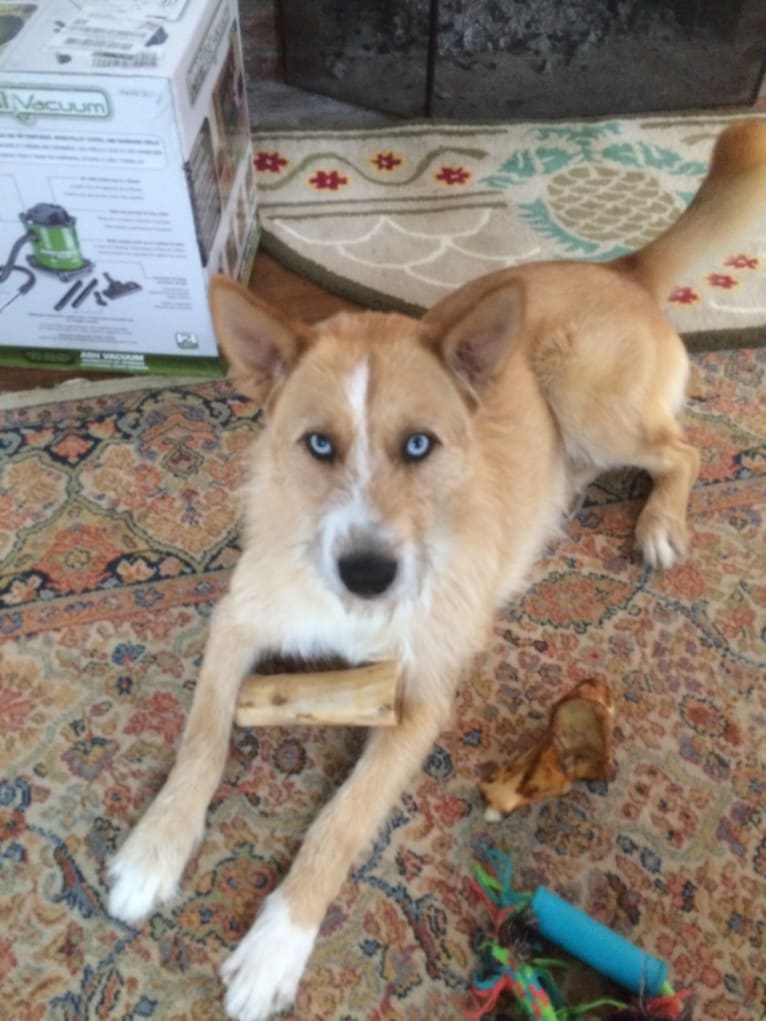 Loki, a Siberian Husky and Staffordshire Terrier mix tested with EmbarkVet.com