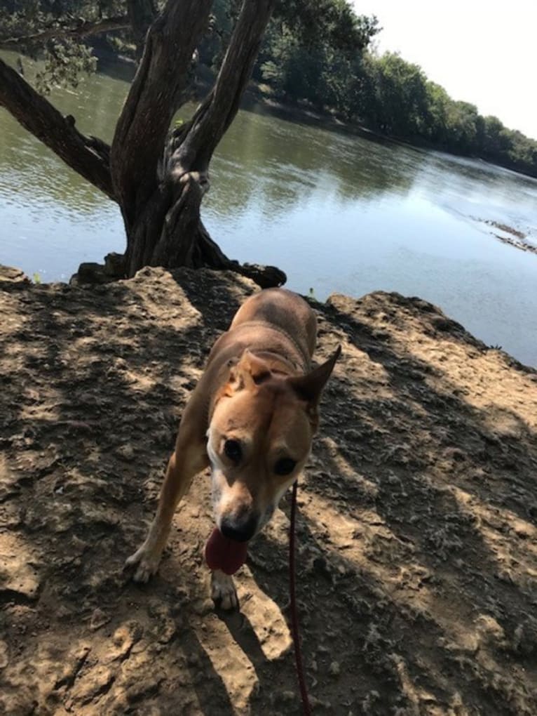 Rocco, an Australian Cattle Dog and American Pit Bull Terrier mix tested with EmbarkVet.com