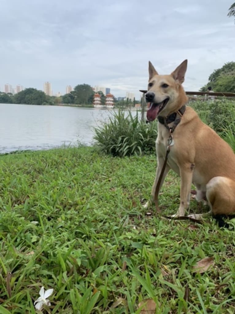 Becky, a Southeast Asian Village Dog tested with EmbarkVet.com