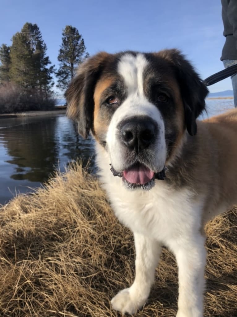 Bear, a Saint Bernard tested with EmbarkVet.com