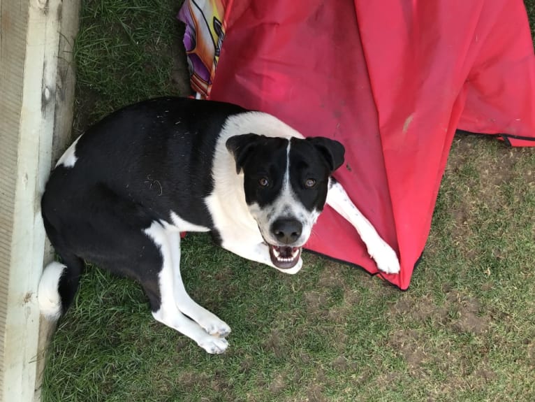 Theodore Ellington, an American Pit Bull Terrier and Siberian Husky mix tested with EmbarkVet.com