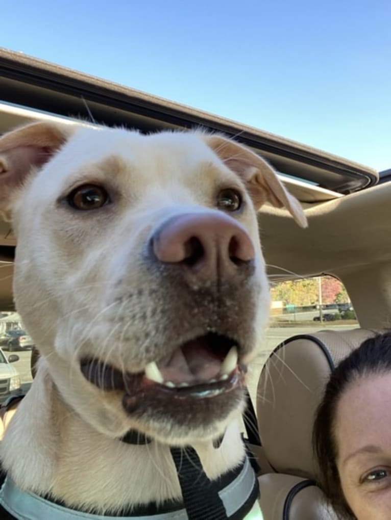 moose, an American Pit Bull Terrier and Labrador Retriever mix tested with EmbarkVet.com