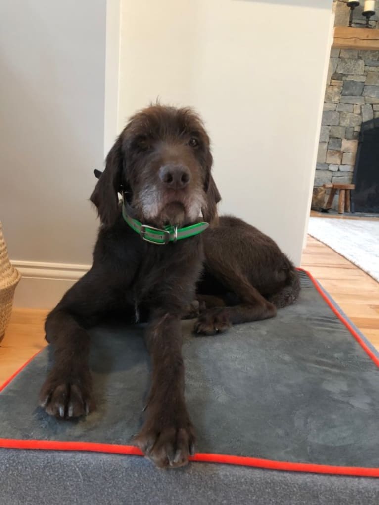 Clementine, a Pudelpointer tested with EmbarkVet.com