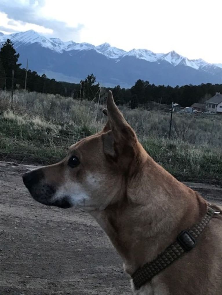 Rocco, an Australian Cattle Dog and American Pit Bull Terrier mix tested with EmbarkVet.com