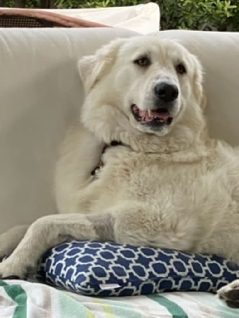 Falkor, a Great Pyrenees and Great Dane mix tested with EmbarkVet.com