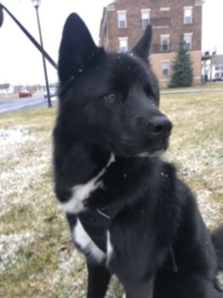 Oliver, a Siberian Husky and Labrador Retriever mix tested with EmbarkVet.com