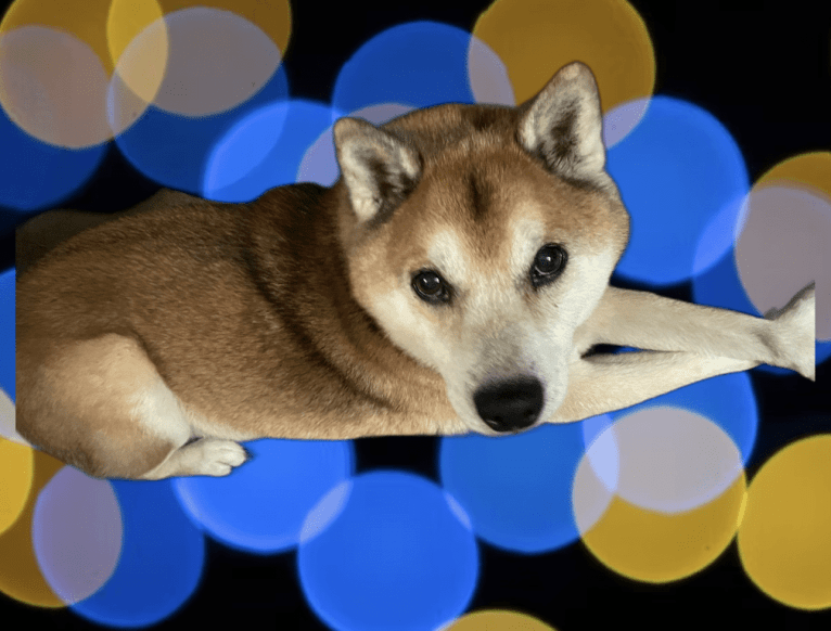 Tyler, a Shiba Inu tested with EmbarkVet.com