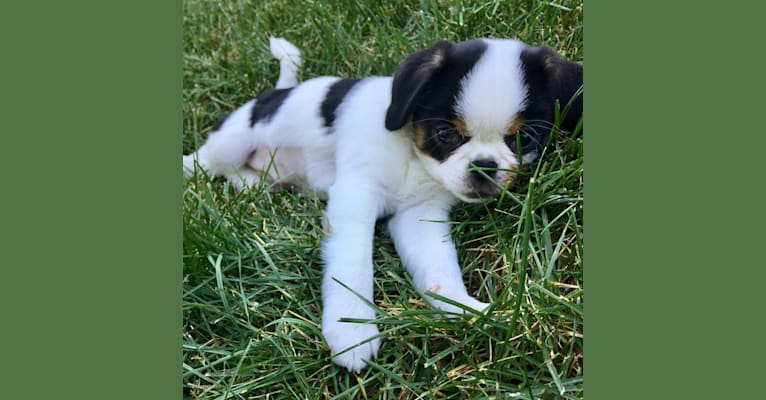 Poppy, a Japanese Chin and Boston Terrier mix tested with EmbarkVet.com