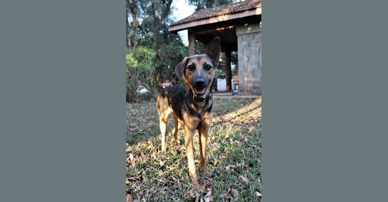 Akila, a German Shepherd Dog and Rhodesian Ridgeback mix tested with EmbarkVet.com