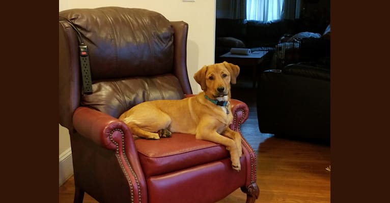 Osa, a Labrador Retriever and Beagle mix tested with EmbarkVet.com