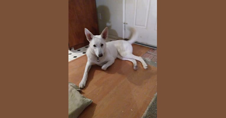 Lena, a German Shepherd Dog and Alaskan Malamute mix tested with EmbarkVet.com