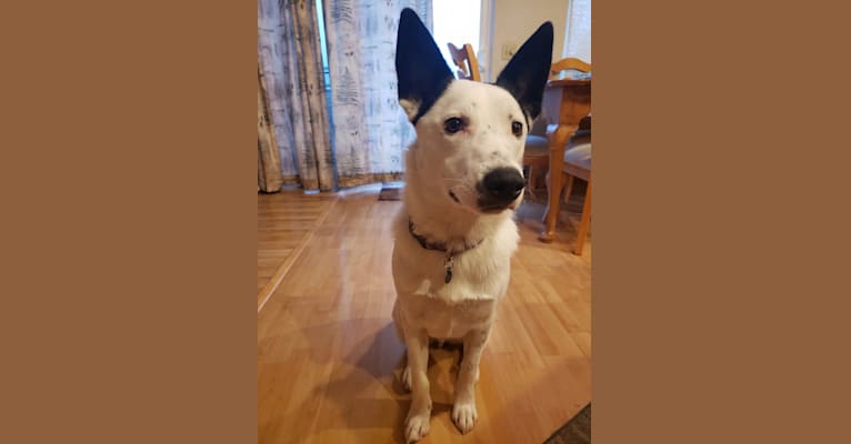 Apollo, a Border Collie and German Shepherd Dog mix tested with EmbarkVet.com