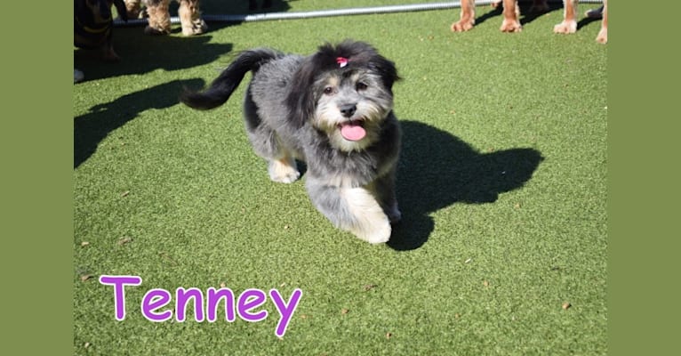 Tenney, a Pomeranian and Shih Tzu mix tested with EmbarkVet.com