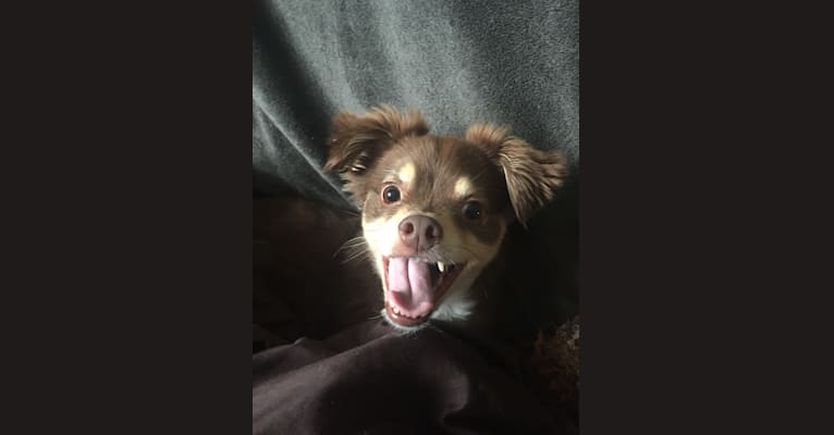 Rocky, a Chihuahua and American Eskimo Dog mix tested with EmbarkVet.com