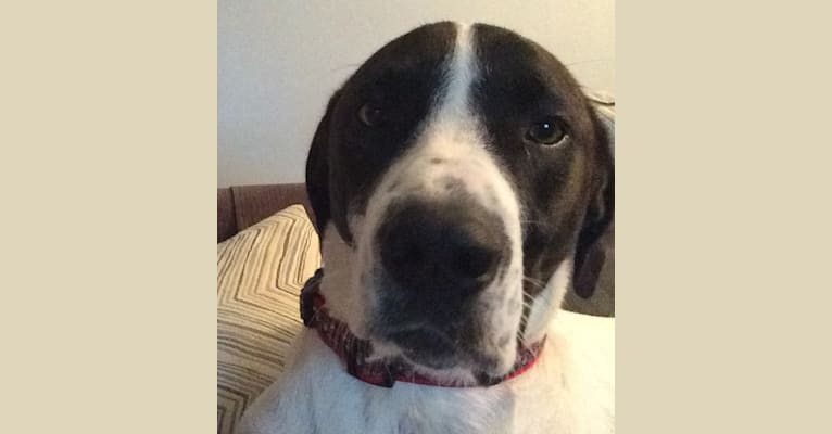 German shorthaired pointer great pyrenees mix store