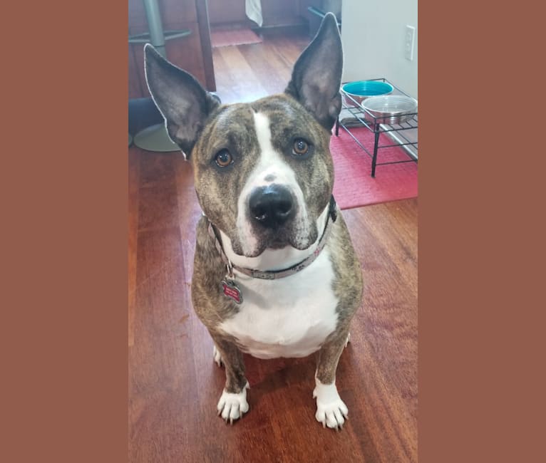 Dezy Roo, an American Pit Bull Terrier (17.7% unresolved) tested with EmbarkVet.com