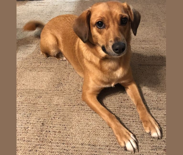 Lulu, a Norwegian Elkhound and Treeing Walker Coonhound mix tested with EmbarkVet.com