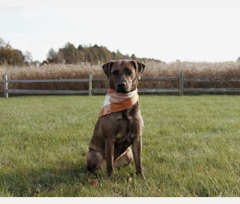 Nokona, an American Pit Bull Terrier and Labrador Retriever mix tested with EmbarkVet.com