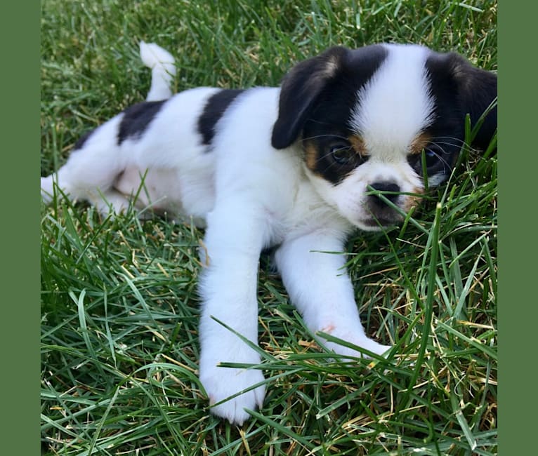 Poppy, a Japanese Chin and Boston Terrier mix tested with EmbarkVet.com