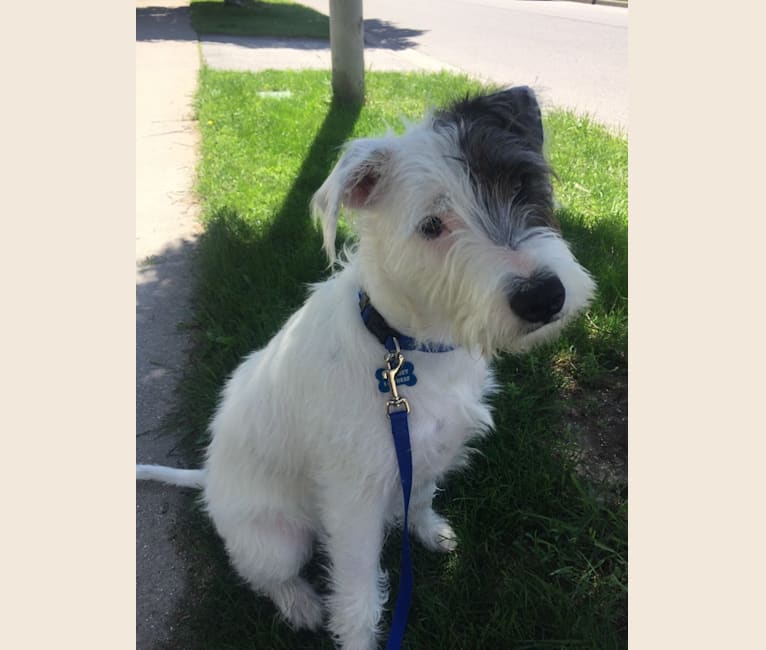 Kaylee's miniature schnauzers sale
