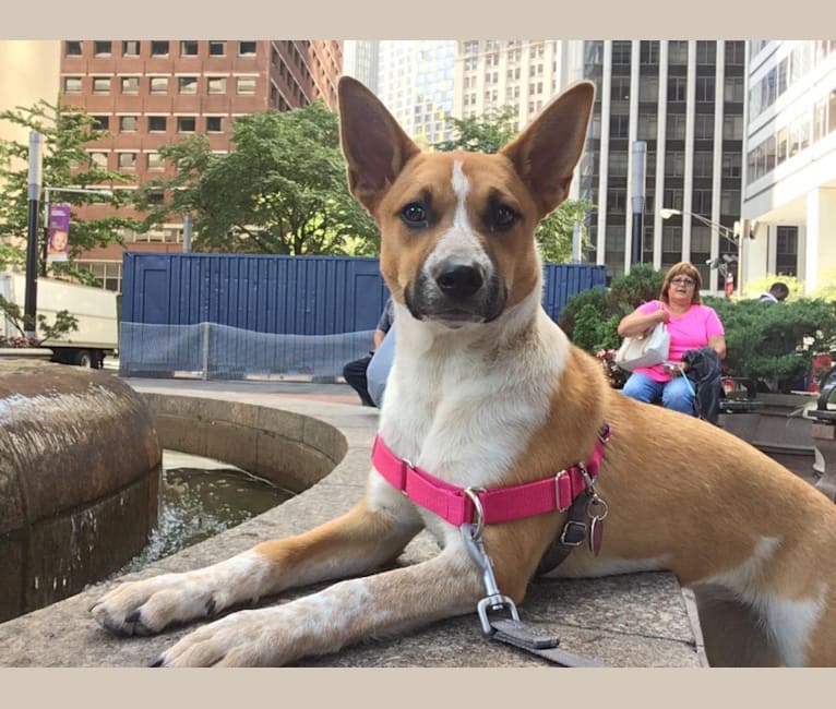 Gracie, an Australian Cattle Dog and Boxer mix tested with EmbarkVet.com