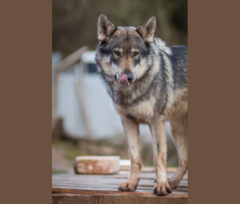 Mavis, GrandLine WolfDog a dog tested with EmbarkVet.com