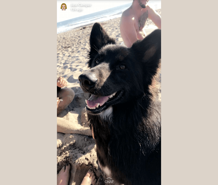 Nero, an American Eskimo Dog and Great Pyrenees mix tested with EmbarkVet.com