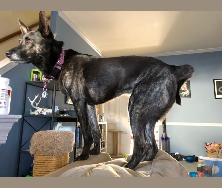 Pharah, a Labrador Retriever and German Shepherd Dog mix tested with EmbarkVet.com