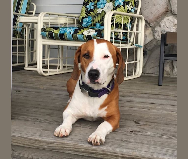 Embark Dog DNA Test Breed