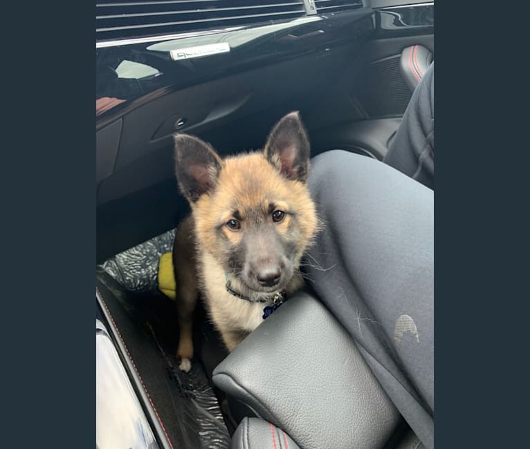 American eskimo german shepherd mix 2025