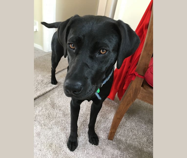 Labrador retriever rhodesian ridgeback mix discount