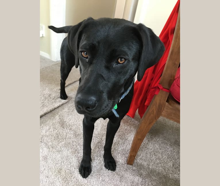 Lexi, a Rhodesian Ridgeback and Labrador Retriever mix tested with EmbarkVet.com