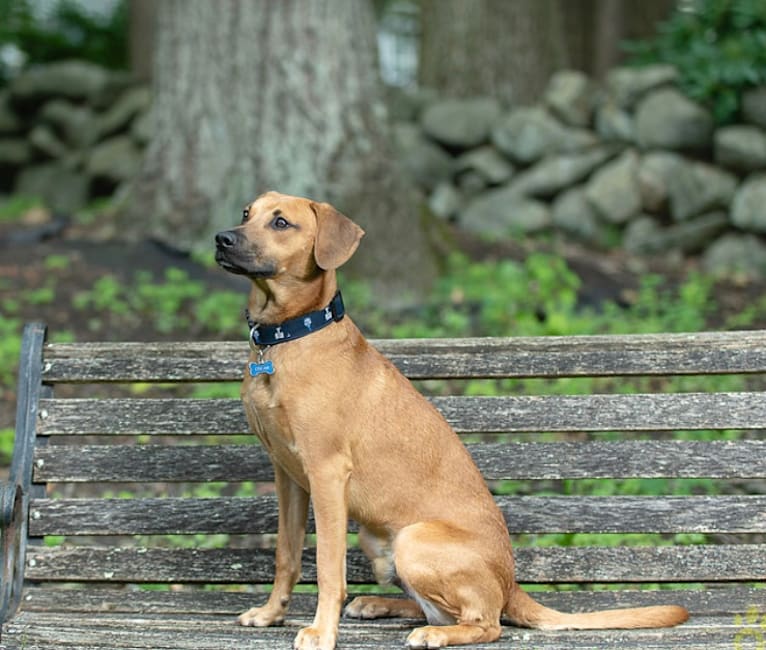 American staffordshire terrier beagle mix top