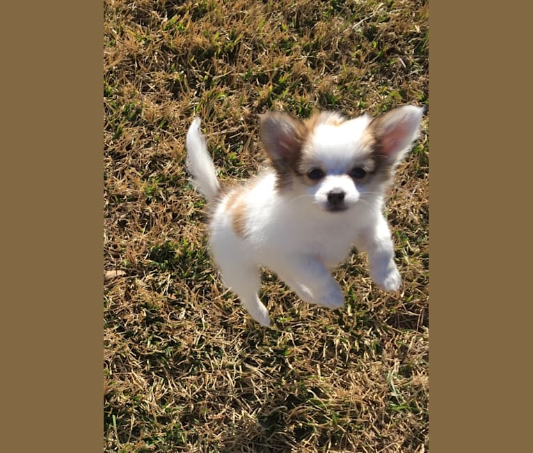 Pomeranian papillon chihuahua mix store