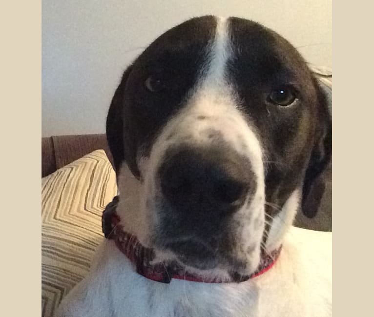 Great pyrenees pointer deals mix