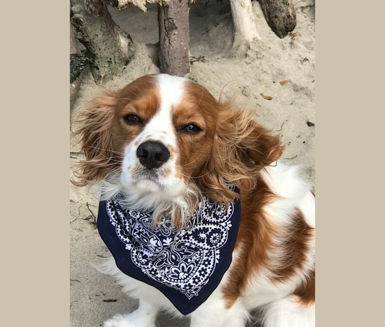 Dna test cavalier king charles cheap