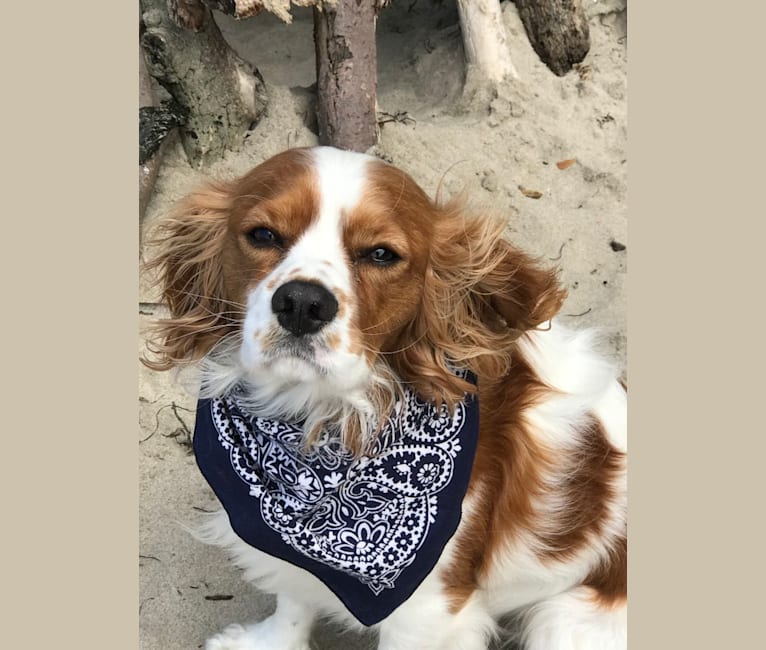 Henry, a Cavalier King Charles Spaniel tested with EmbarkVet.com