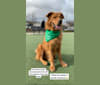 Conner, a German Shepherd Dog and Chow Chow mix tested with EmbarkVet.com