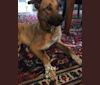 Murphy, an Anatolian Shepherd Dog and Australian Cattle Dog mix tested with EmbarkVet.com